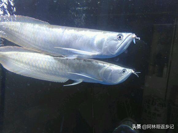 银龙鱼不吃食老是张嘴:银龙鱼不吃食张嘴呼吸怎么办 我家的银龙鱼一直不吃东西，怎么办？