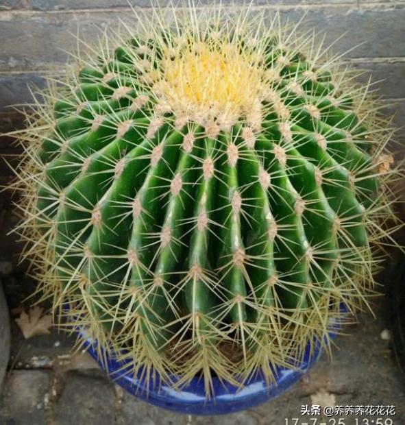 金琥仙人球:金虎仙人球一次浇多少水？