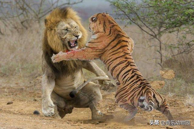 古罗马狮虎斗胜率图片