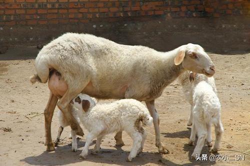 扎绵羊:古代的牵羊礼是怎么一个流程？