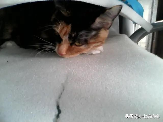猫会说话:如果猫会说话，那会是怎样的情景？