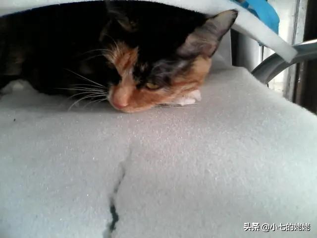 红眼雪貂认主人吗:猫能听得懂人话吗，还是说部分猫听得懂，为什么？