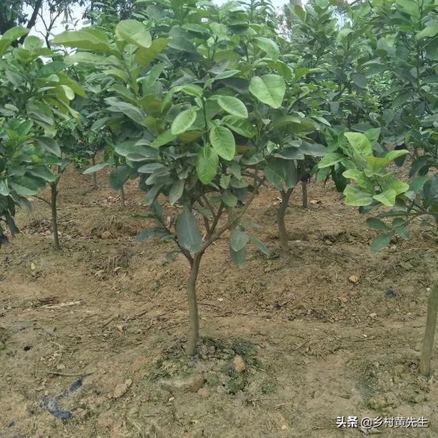 头条问答 - 柚子树嫁接成活后多少时间会发芽?(10个回答)