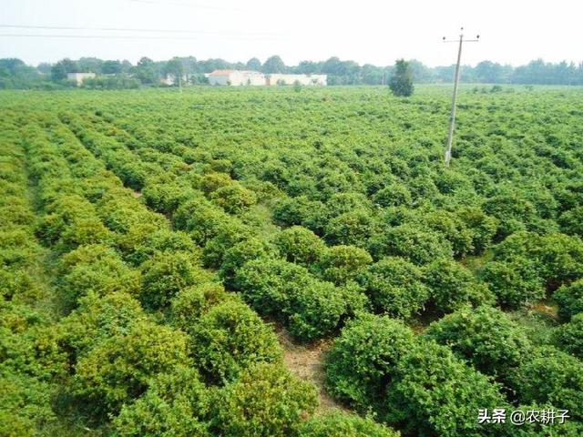 茶叶招商网,推广种植金银花有什么方式？