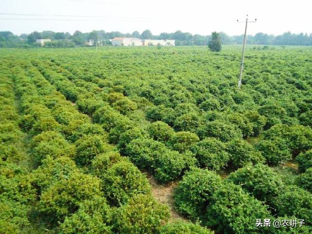 树形金银花种植技术(金银花种植技术与栽培管理)