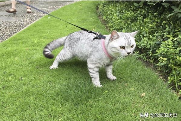 猫天天:家里养的猫老是想出去怎么办？