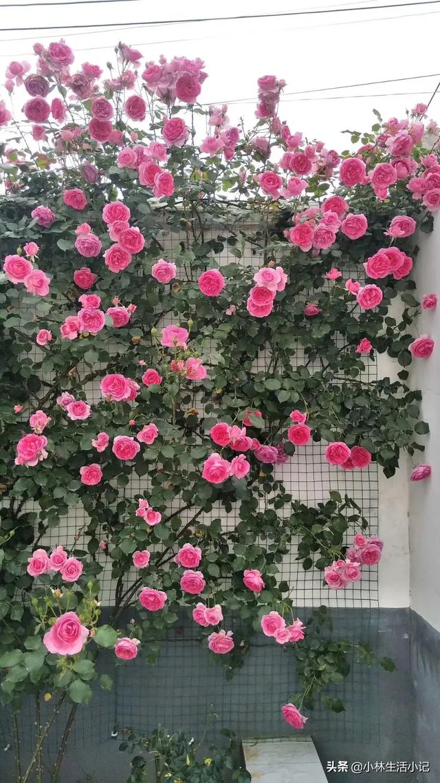 头条问答 大游行月季花应该如何养殖 有哪些方法技巧 向晴儿生活日记的回答 0赞