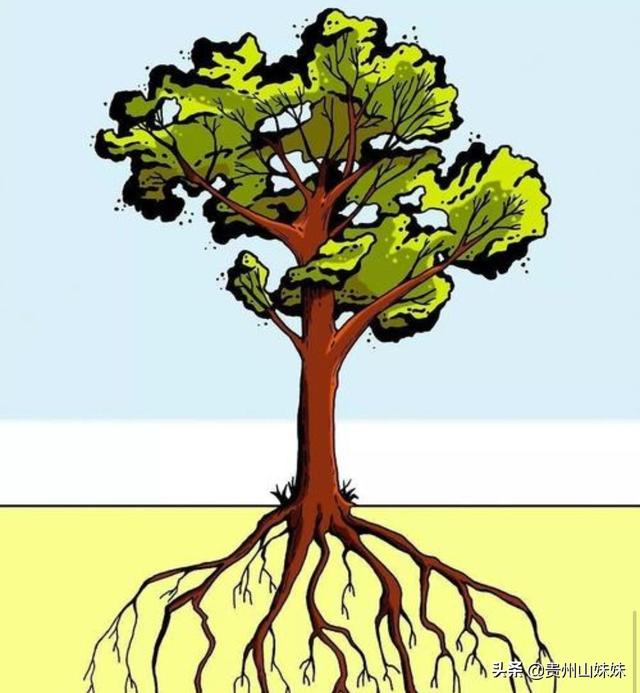 头条问答 如何让作物根系爆发生长 生根壮根 保果壮果 提升产量 农牧生态循环实践者的回答 0赞