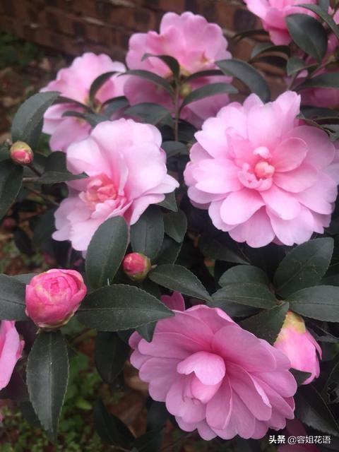 头条问答 我的茶花3月11日种植的 半个月了怎么还不开花 怎么办 容姐花语的回答 0赞