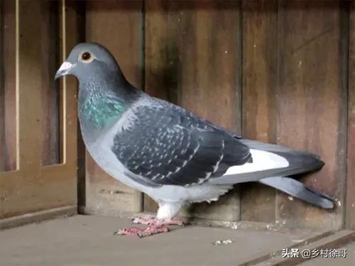 鸽子为什么这么大:鸽子脚大是不是体行就大，为什么？
