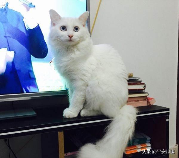 白色粉眼天竺鼠多少钱一只:700块钱买一只纯白异瞳狮子猫值吗？
