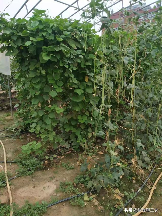 头条问答 种植蔬菜 用什么肥料做底肥好 37个回答