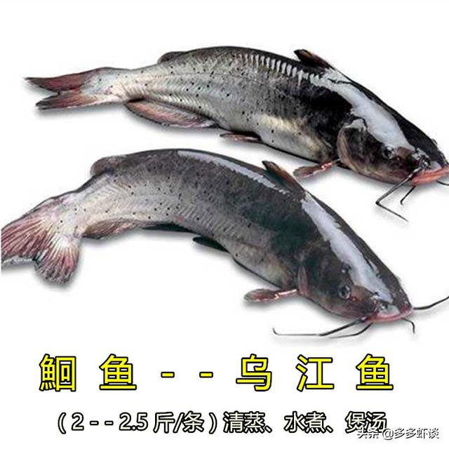 四大家鱼哪个刺少，在海拔1500米以上，水质清澈的河里适合养什么样的刺少的鱼