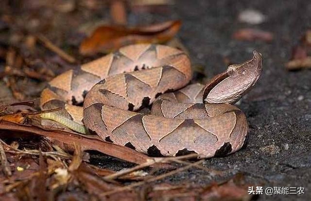 农村养殖五步臭懒的人说,一直最难繁衍的不是莽山烙铁头,而是白头蝰