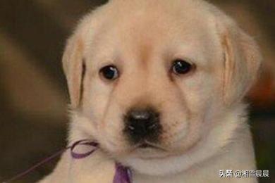拉不拉多犬幼犬:拉布拉多幼犬吃什么，能吃肉吗？ 拉布拉多犬幼犬