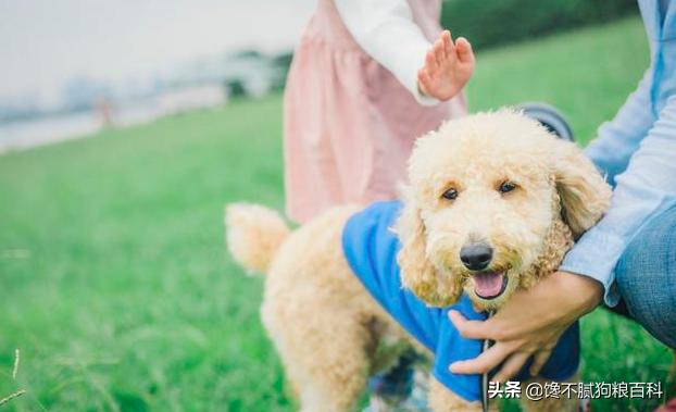 贵宾犬的图片欣赏:为什么有些贵宾犬很安静，有些却很吵闹，甚至不听主人的话？