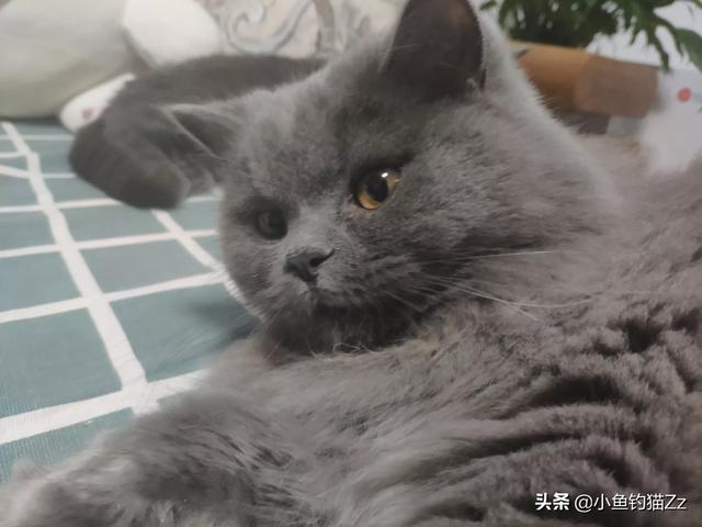 宠物奥斯卡:有一只戏精喵星人是怎样的体验？