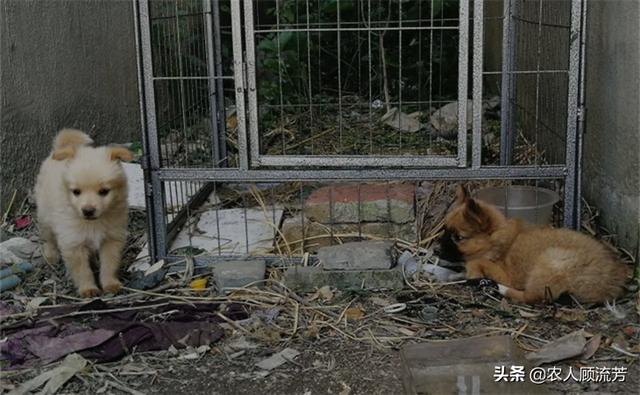 罗密欧与流浪狗 下载:看到流浪猫和狗就爱喂点吃的，流浪狗把人咬了。自己用负责吗？