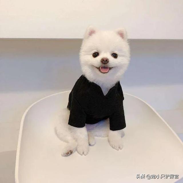贵族狗粮好不好:国产高端狗粮喂狗不好吗？为什么很多人还要买进口狗粮？
