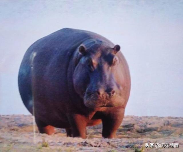 藏獒和老虎打架视频:棕熊和河马谁厉害？藏獒和老虎谁厉害？老虎和狮子谁厉害？