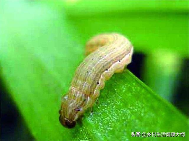 玉米地蚜虫怎么防治:玉米胡须被虫子吃怎么办？