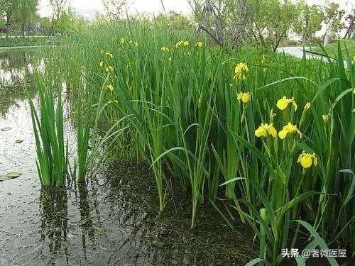 抗病毒口服液明明写着孕妇禁用，为什么有些医生还开？