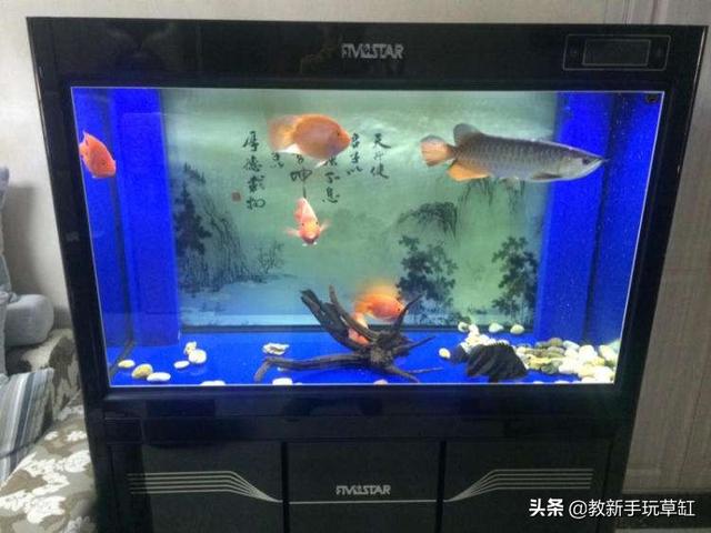 头条问答 90长40宽1米高的水族箱可以造景吗 怎么做 稻草人的回答 0赞