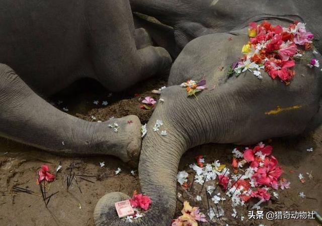 大象墓地,大象死后它们的身体怎么处理？