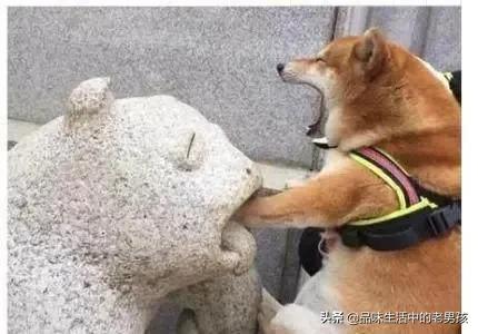 微笑天使狗狗图片柴犬:网红狗“柴犬”好不好养？