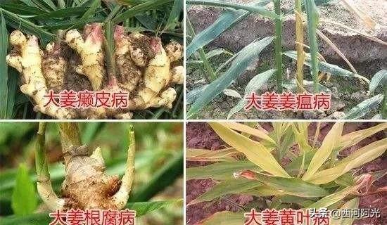 四季海棠茎腐病怎么治:四季海棠花怎么种植靠谱？