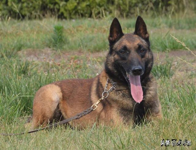 其实马犬颜色是以褐色为基础,毛稍呈现出不同颜色,也就是说无论红马