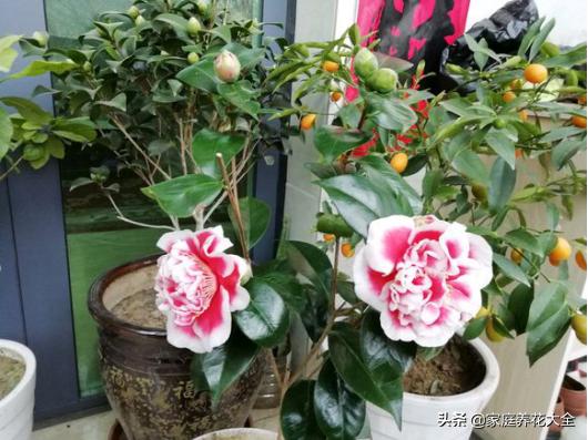 锈壁虱用何种药:锈壁虱专用药有哪些 阿维菌素最主要杀什么害虫？