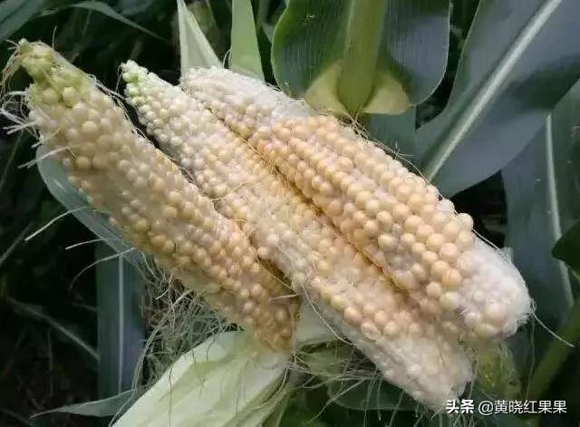 头条问答 - 大棚玉米成熟,果粒不饱满,最顶端没有怎么办?(6个回答)