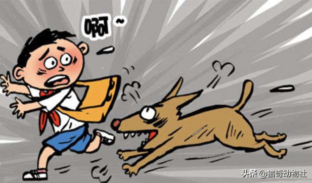 狗狗冲冲冲在线观看:狗狗故意做坏事，是因为我打骂过它吗？狗狗会记仇吗？