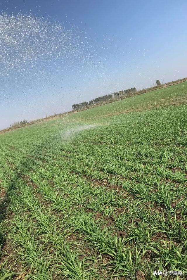 小麦在冬季该如何管理