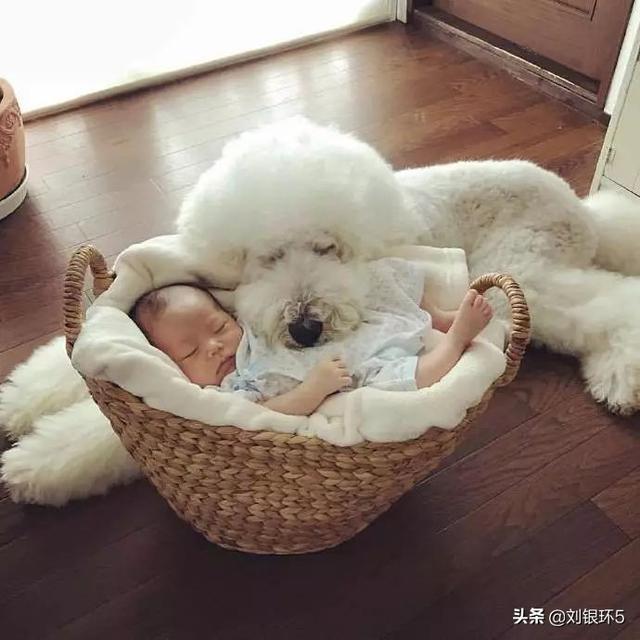 我的男友和狗:面对男友和爱犬，你们会怎么选择？