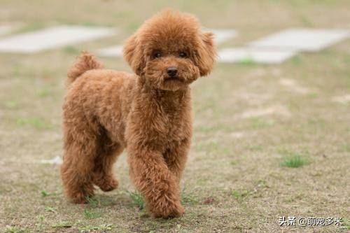 贝生吉犬:一千块就能买得到的“小型犬”有哪些？