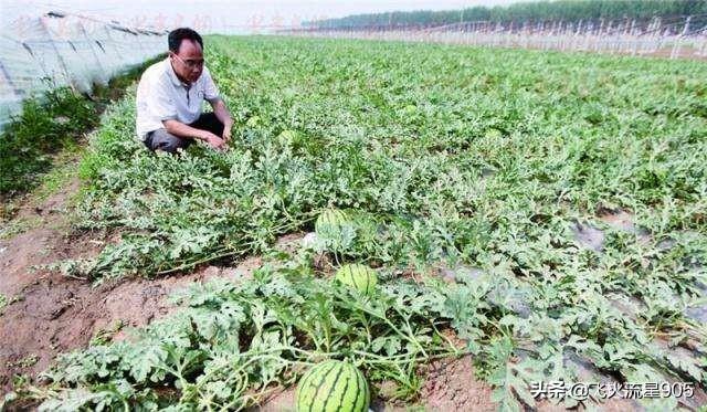 西瓜蚜虫怎么防治:西瓜一个星期就熟了有蜜虫用打吗？