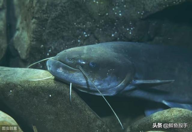 鸡肝猪肝钓胡子鱼视频:鸡肝钓胡须鲢鱼视频 用猪肝钓鲶鱼效果不太好，还能用什么饵料？