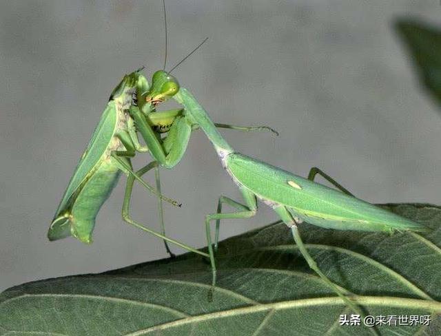 螳螂为什么会吃配偶，螳螂连自己的配偶都吃，究竟是为什么