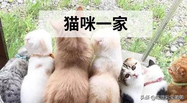 宠物志愿硬盘版下载:宠物的情感回报真的远大于你的付出吗？