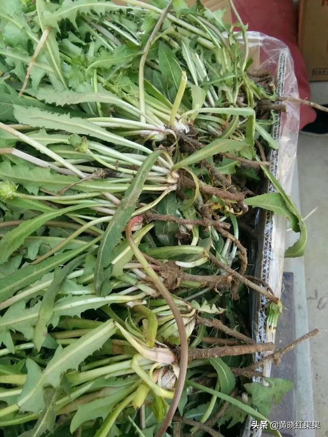 在农村里,秋季时都有哪些野菜可以釆挖？