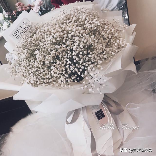 满天星是一年生的植物吗可不可以在室内养