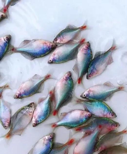 头条问答 养了十几条野生鳑鲏 养了有好几个月了 鳑鲏会在鱼缸里繁殖吗 天数茫茫a的回答 0赞