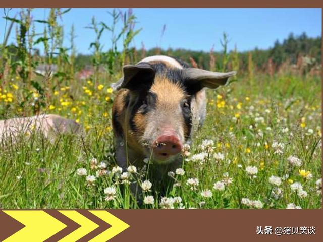 母猪全部产死胎的原因:造成母猪产死胎的原因 母猪下死胎，木乃伊胎，倚形胎是什么原因？