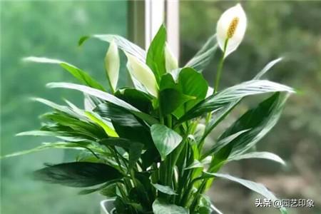 适合夏天的网名:适合夏天室内养的花你能推荐几种吗