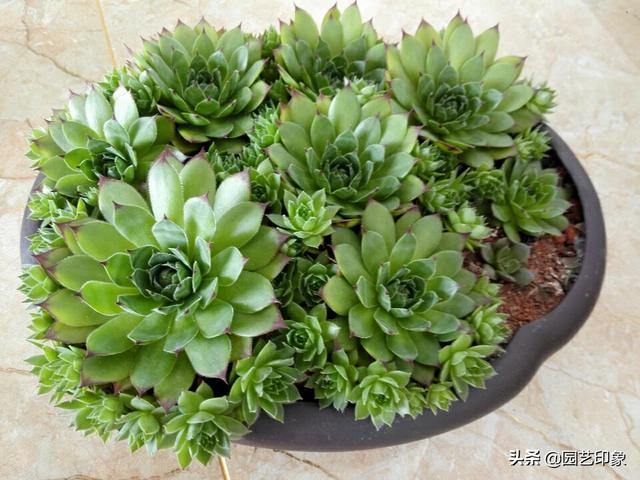 长生草属多肉植物图片:长生草属多肉 在网上买的多肉摊开了是怎么回事？