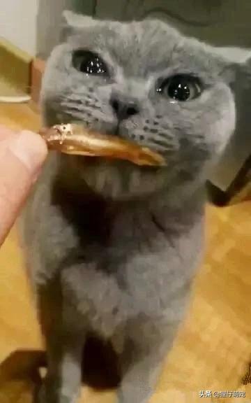 猫零食:一给猫打开猫零食，猫就像疯了一样怎么办？