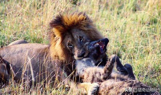 狮子群,狼群,鬣狗群,哪个更厉害?