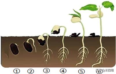 请问农业专家植物生长过程是先发芽还是先生根